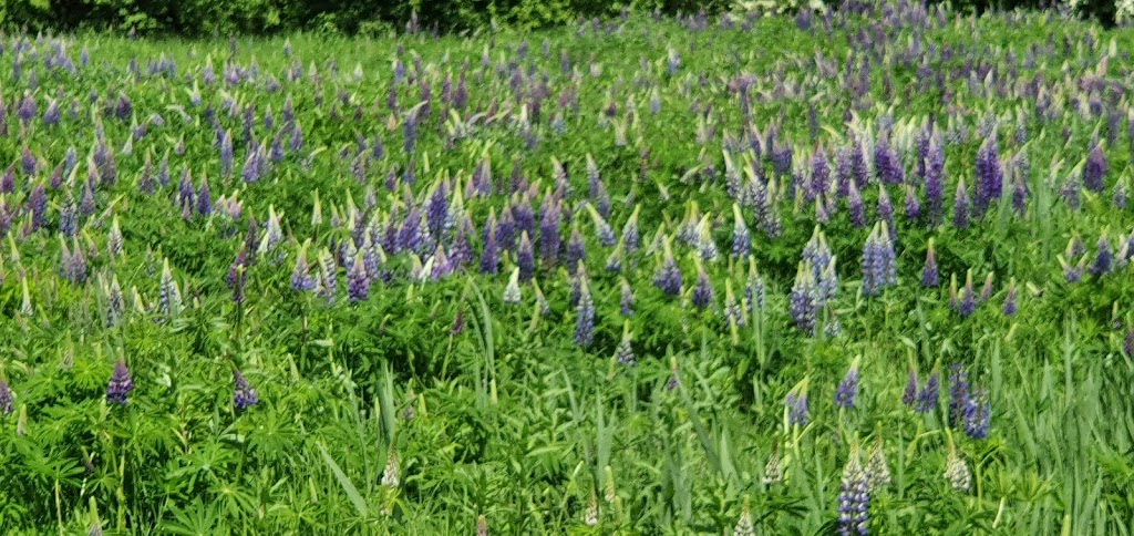 secret-garden-1.jpeg