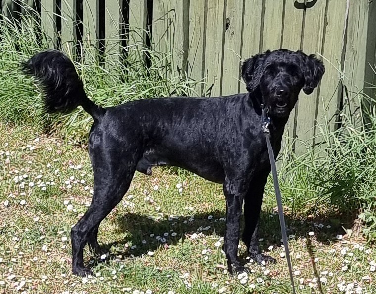 alfa-hundesalon-2.jpeg