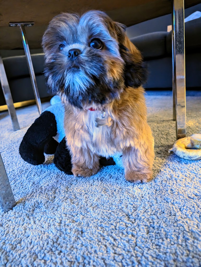 alfa-hundesalon-3.jpeg