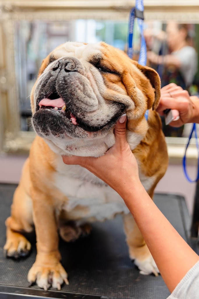happy-dog-hundesalon-14.jpeg