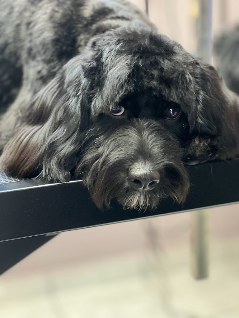 happy-dog-hundesalon-3.jpeg