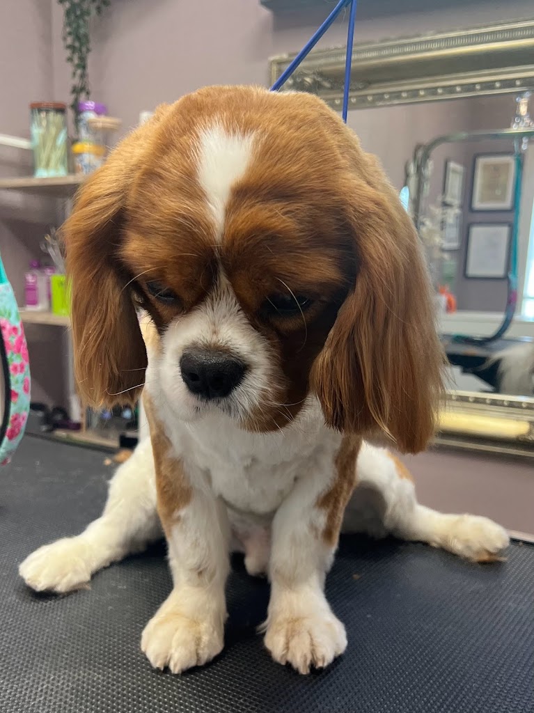 happy-dog-hundesalon-4.jpeg