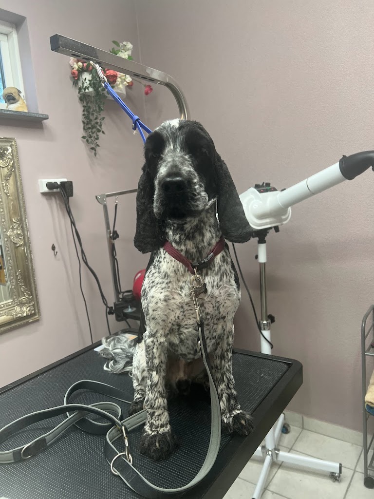 happy-dog-hundesalon-5.jpeg