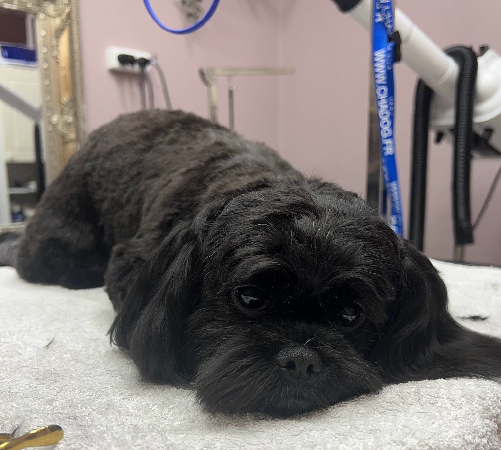happy-dog-hundesalon-6.jpeg