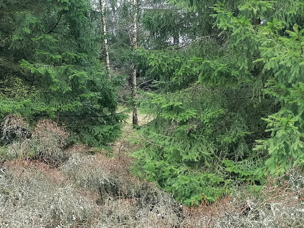 bjergsted-grusgrav-8.jpeg