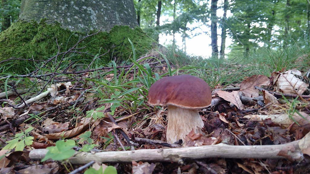 jyderup-skov-1.jpeg
