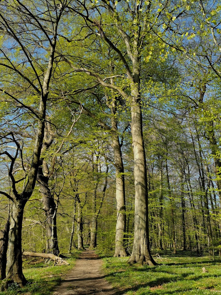 jyderup-skov-3.jpeg