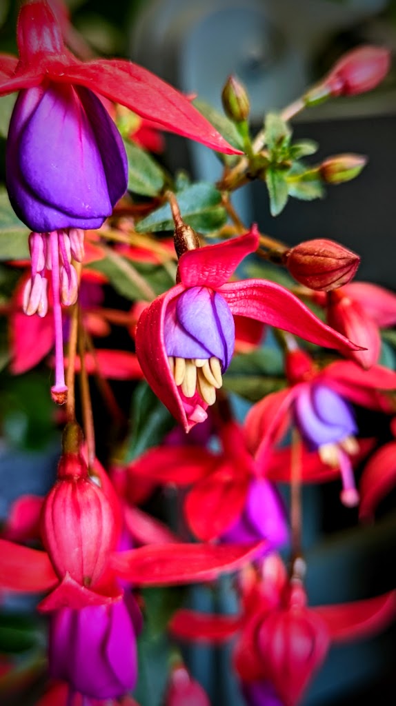 passiflora-jyderup-9.jpeg