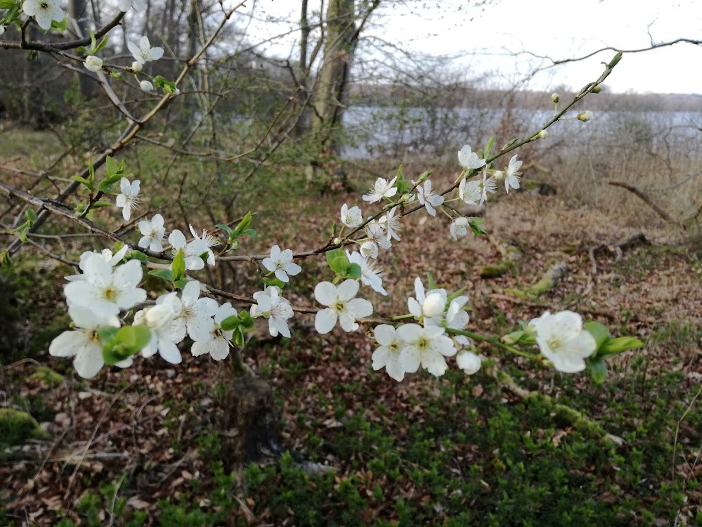 skarreso-fugleudkigspost-6.jpeg