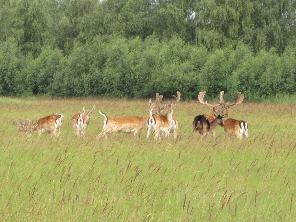bumlebjerg-11.jpeg