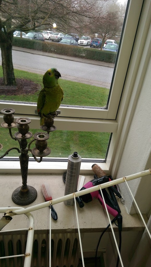 kongelunden-dyreklinik-14.jpeg