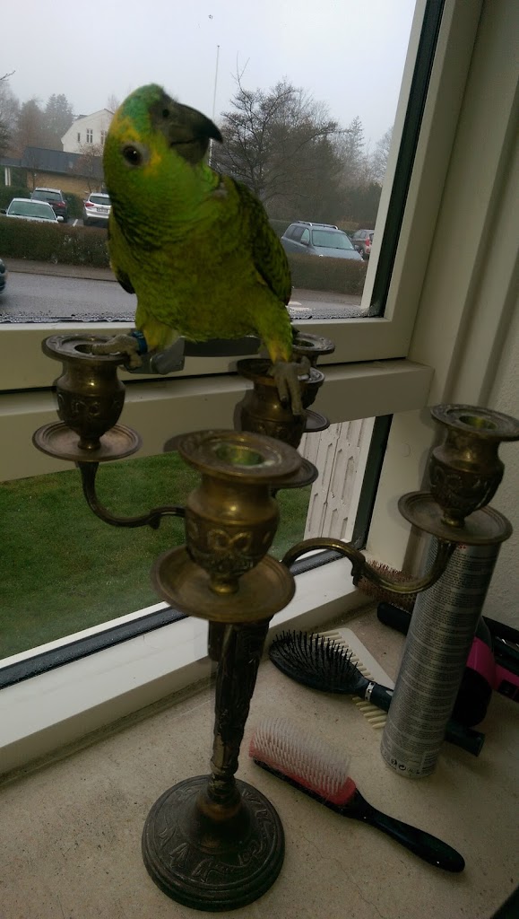 kongelunden-dyreklinik-6.jpeg