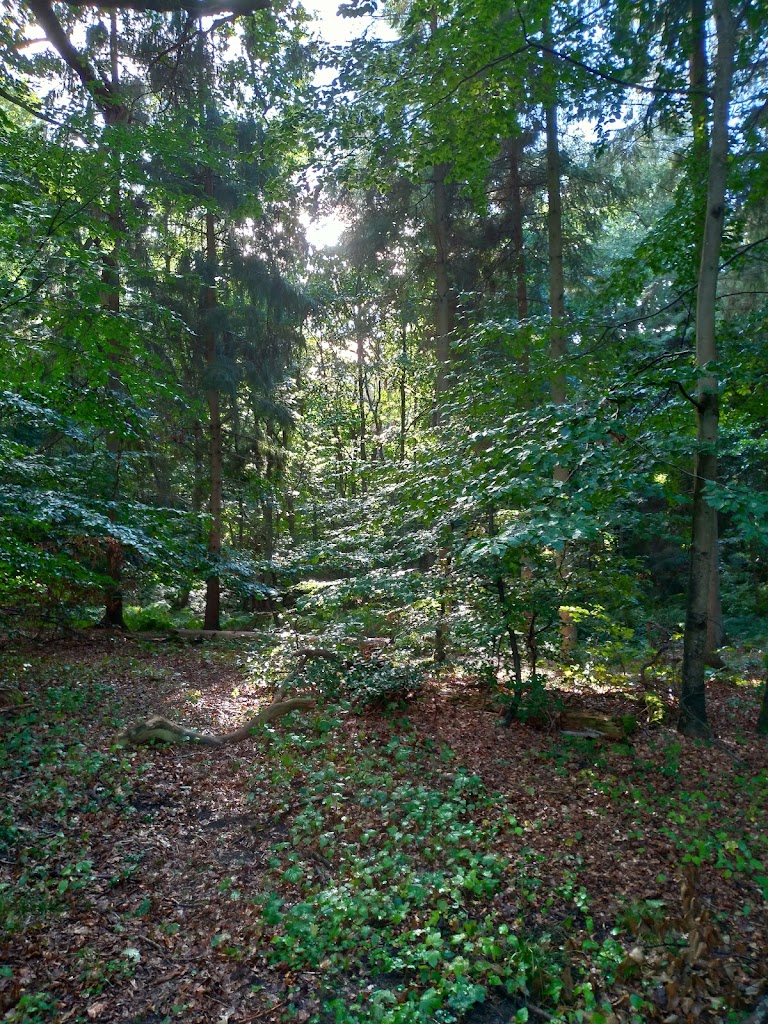 mini-center-koge-ridge-koge-scouts-14.jpeg