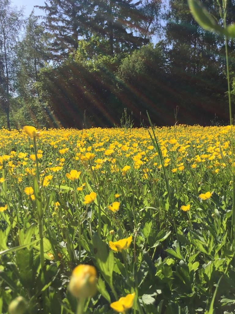 solgardparken-17.jpeg