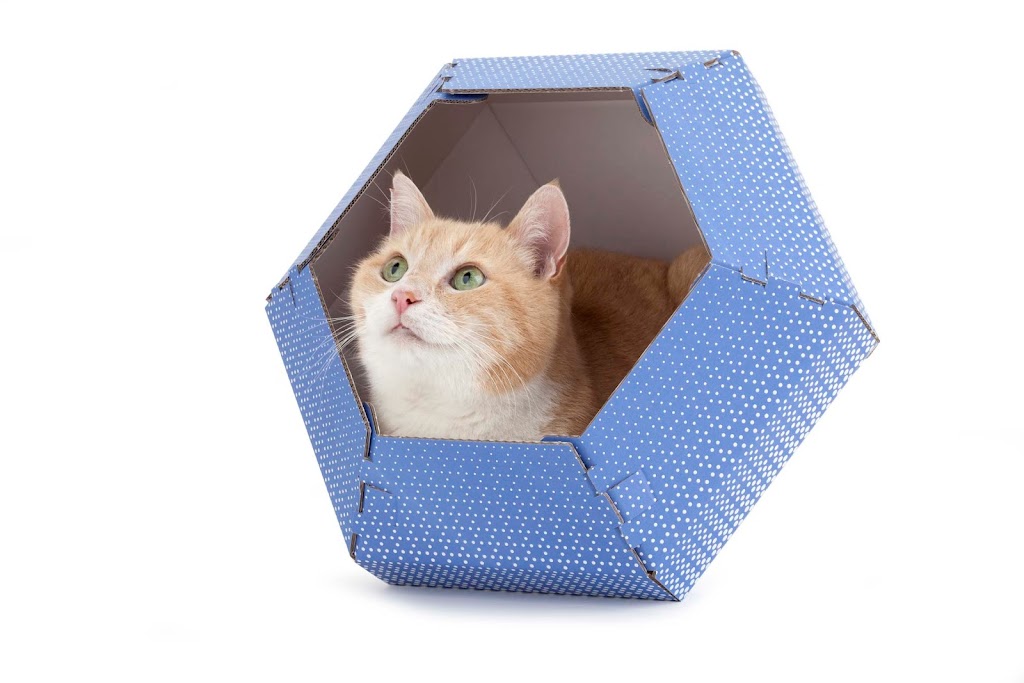 design-for-pets-4.jpeg