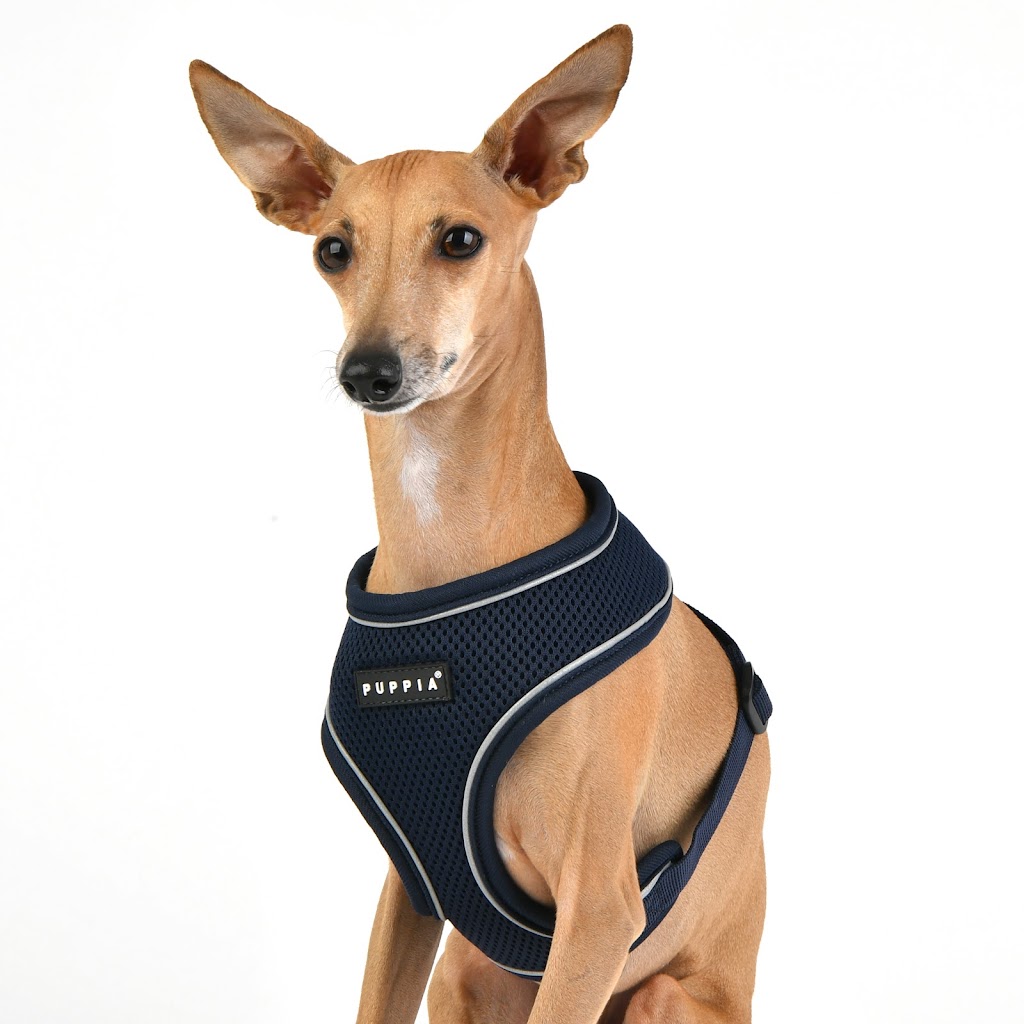 design-for-pets-7.jpeg