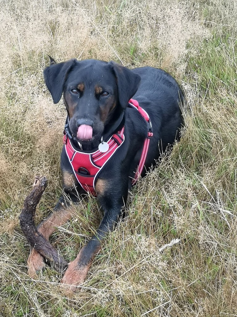 farmors-hundepark-2.jpeg