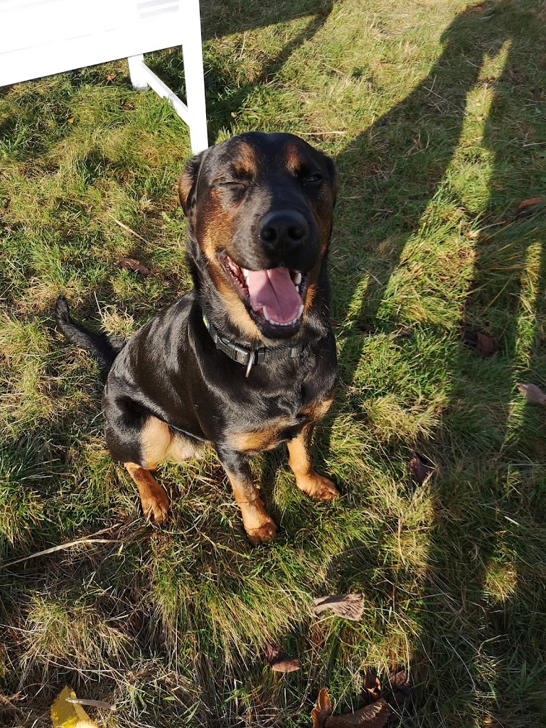 farmors-hundepark-3.jpeg