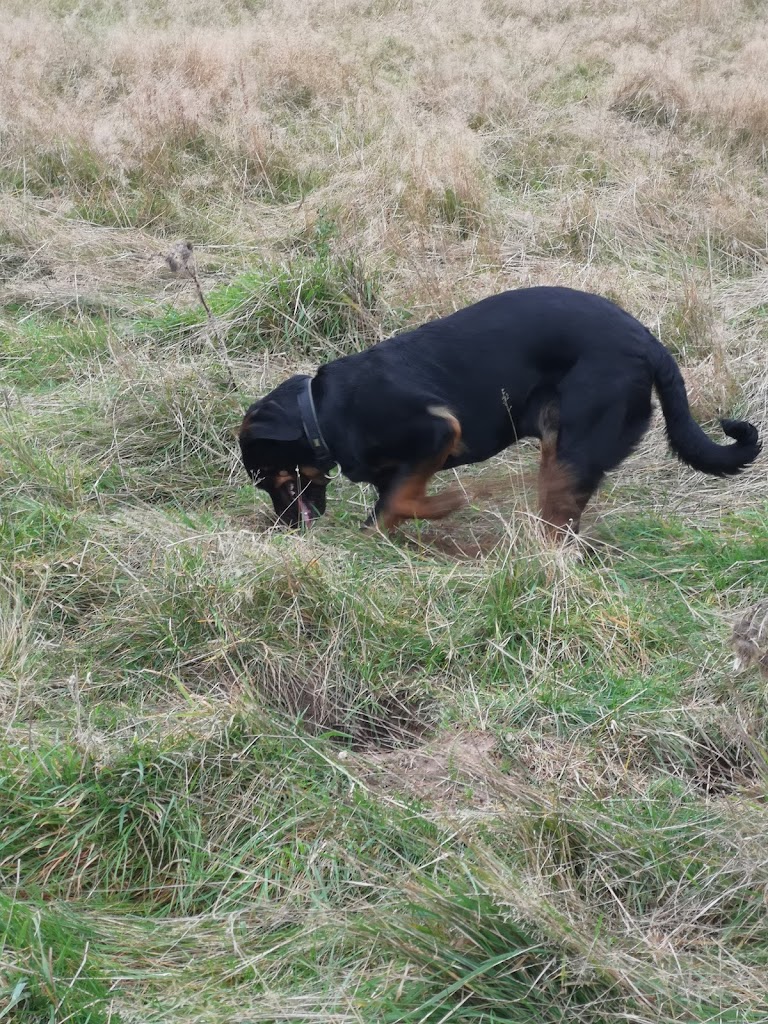 farmors-hundepark-7.jpeg
