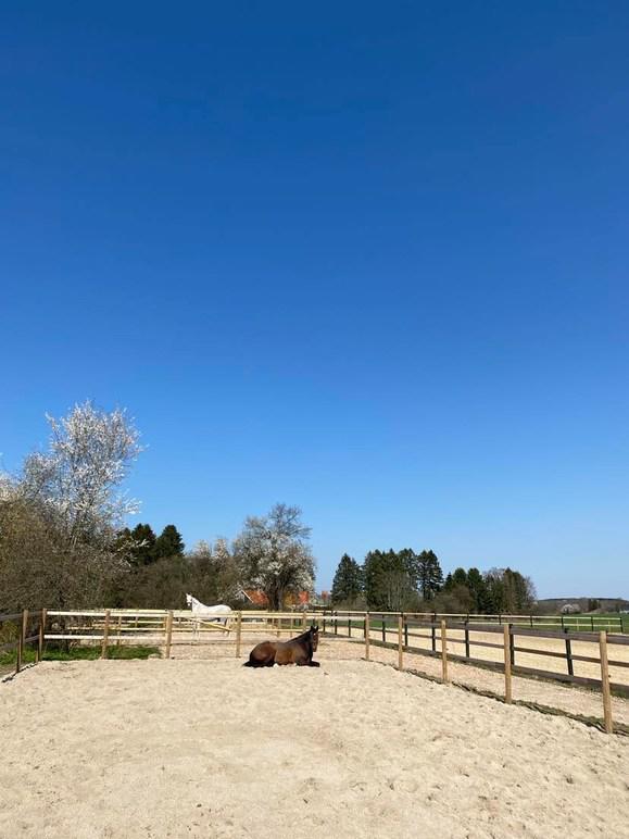 lm-horse-retreat-aps-14.jpeg