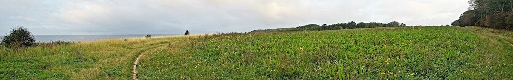 korsor-skov-skov-stranden-strand-14.jpeg