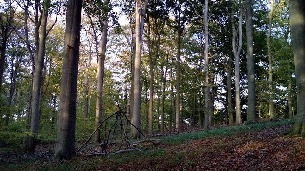 korsor-skov-skov-stranden-strand-4.jpeg