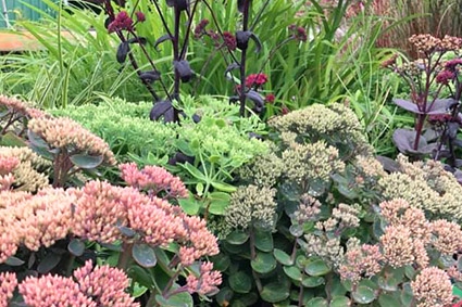 nybo-nursery-and-garden-center-3.jpeg