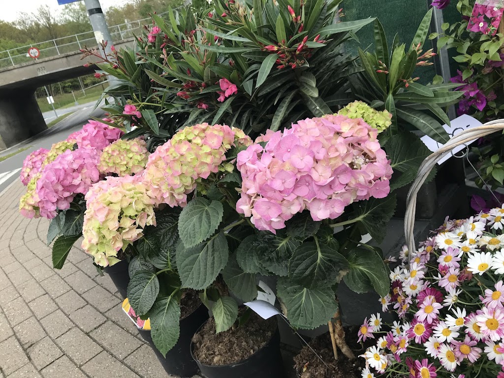 blomsterhuset-v-serdar-yumusak-0.jpeg