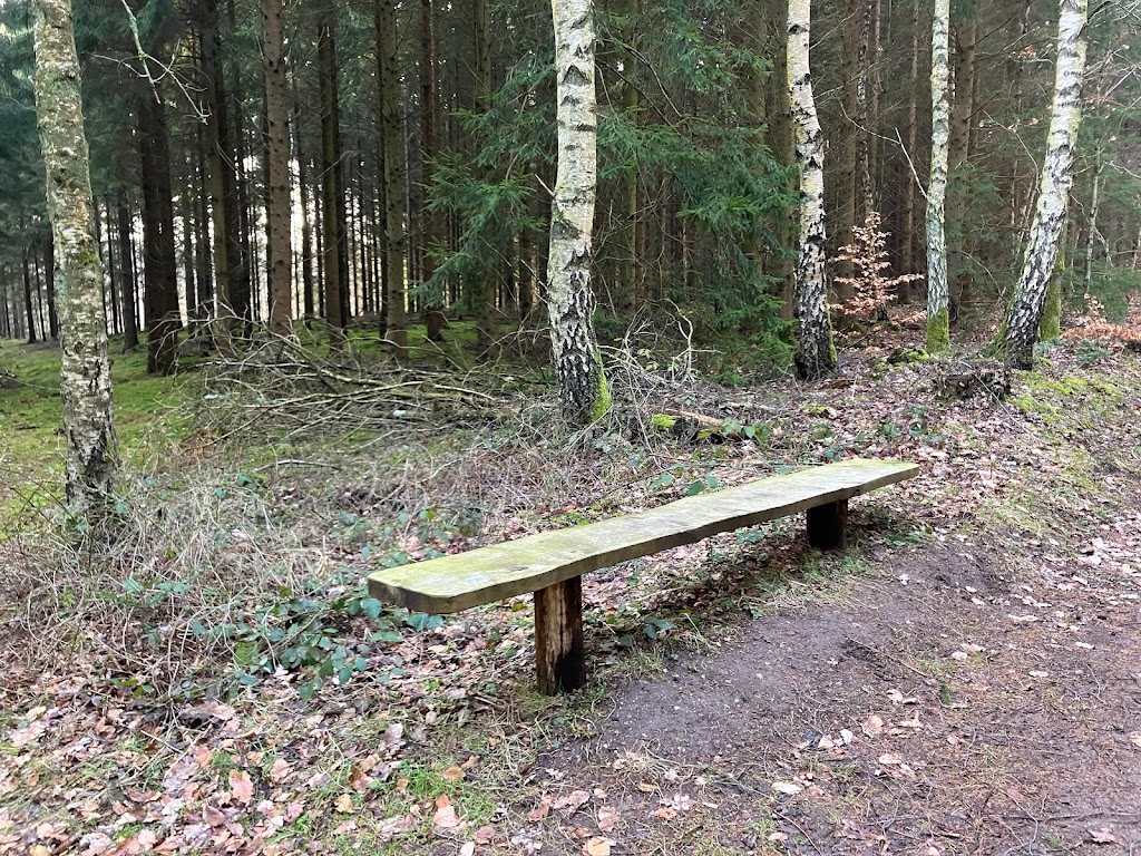 ravnsholt-skov-6.jpeg