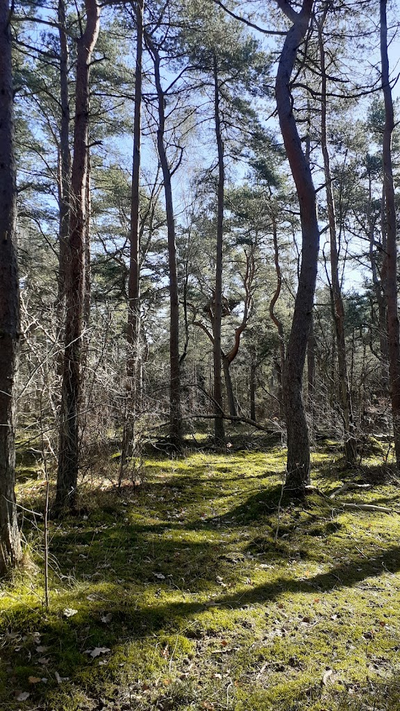 liseleje-plantage-1.jpeg