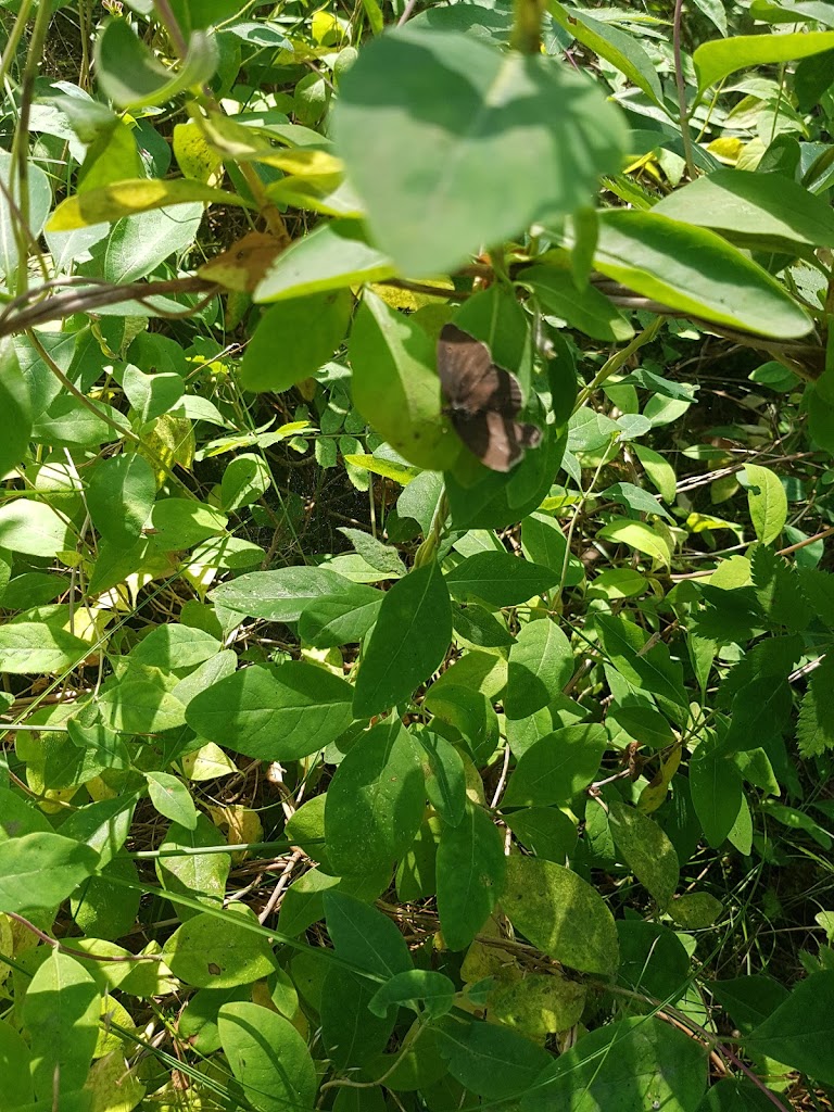 liseleje-plantage-8.jpeg