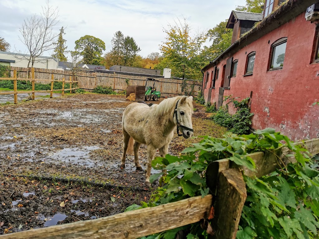 fortunens-ponycenter-10.jpeg