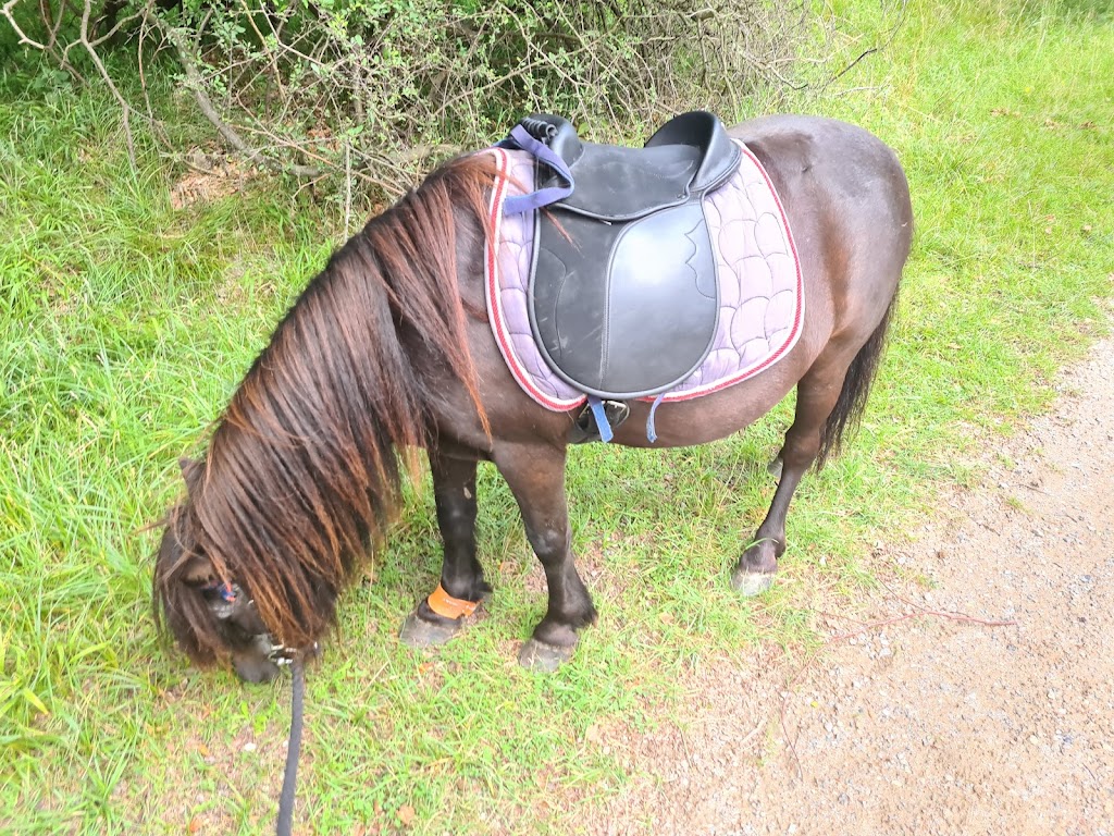fortunens-ponycenter-14.jpeg