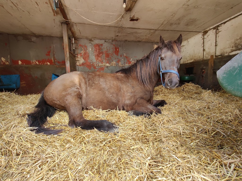 fortunens-ponycenter-8.jpeg