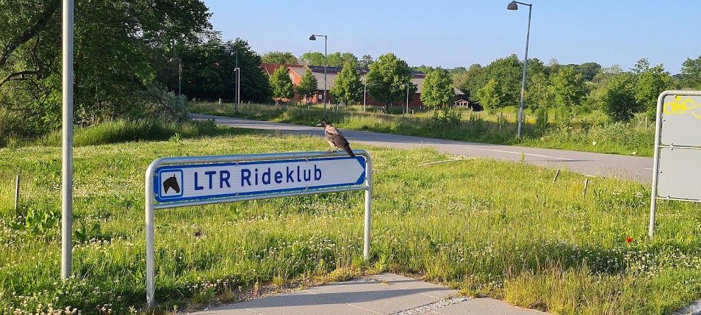 lyngby-taarbaek-rideklub-6.jpeg
