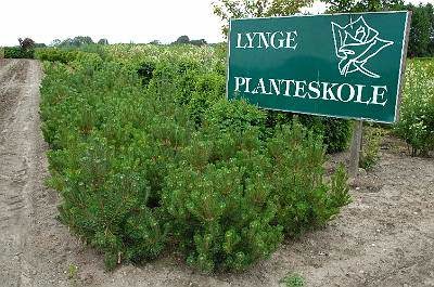 lynge-planteskole-8.jpeg