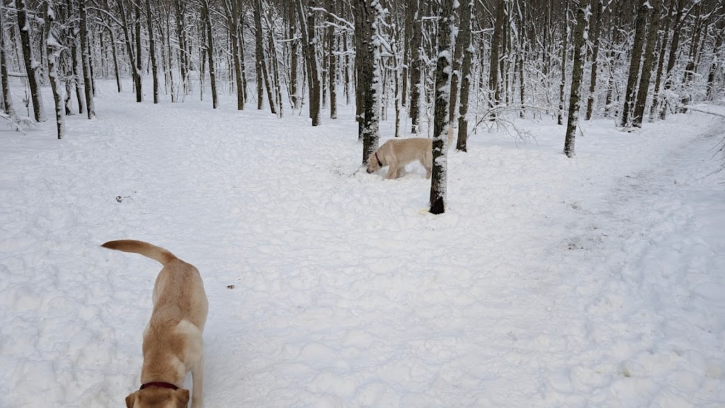 uggelose-forest-11.jpeg