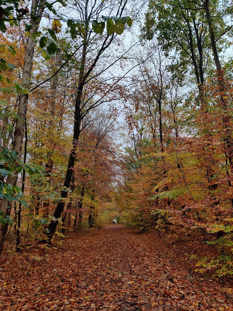uggelose-forest-15.jpeg