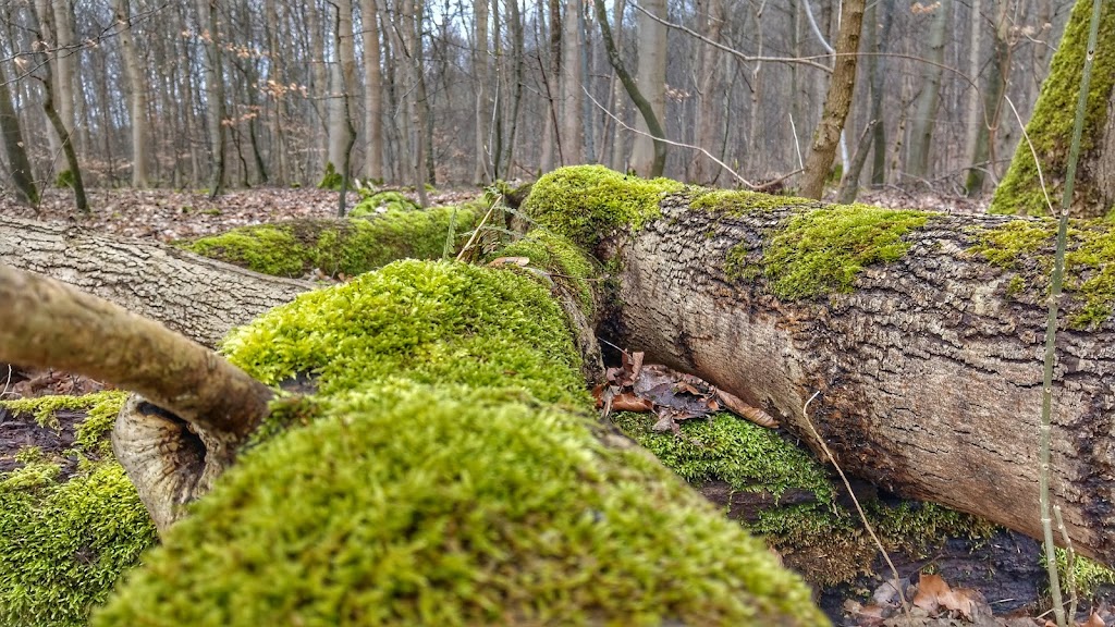 uggelose-forest-3.jpeg
