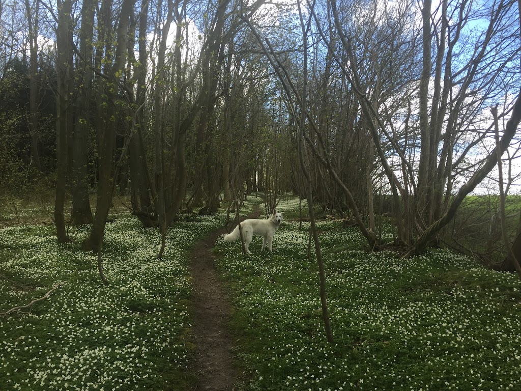 uggelose-forest-6.jpeg