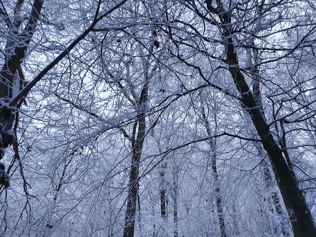 uggelose-forest-8.jpeg