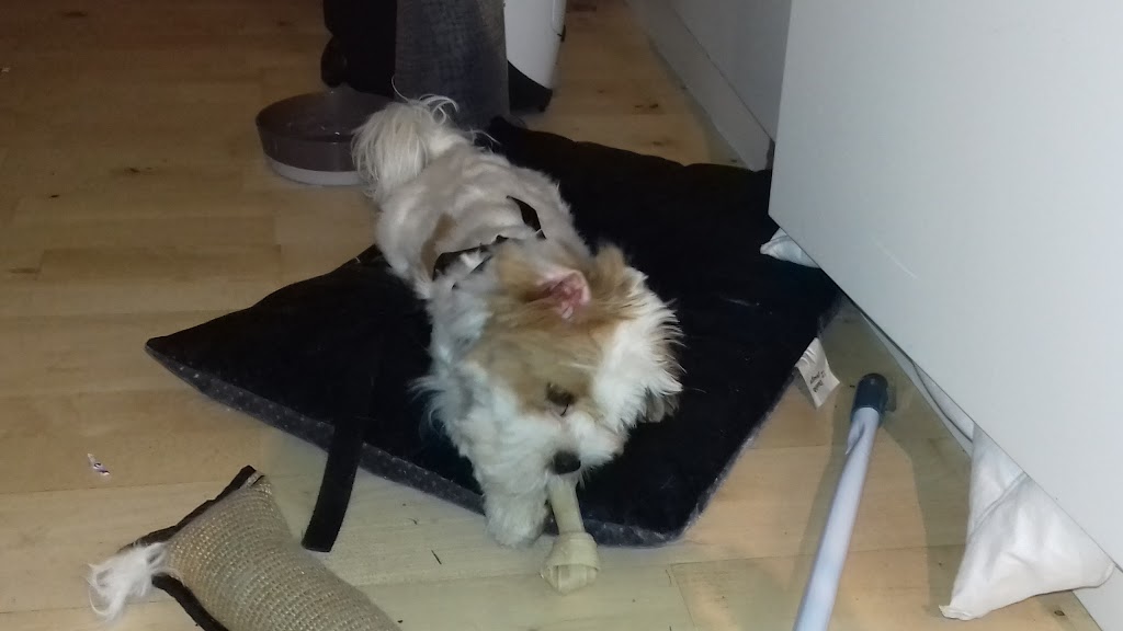 kennel-birkedal-0.jpeg