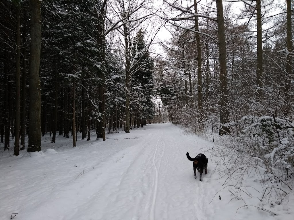 herlufsholm-hundeskov-5.jpeg