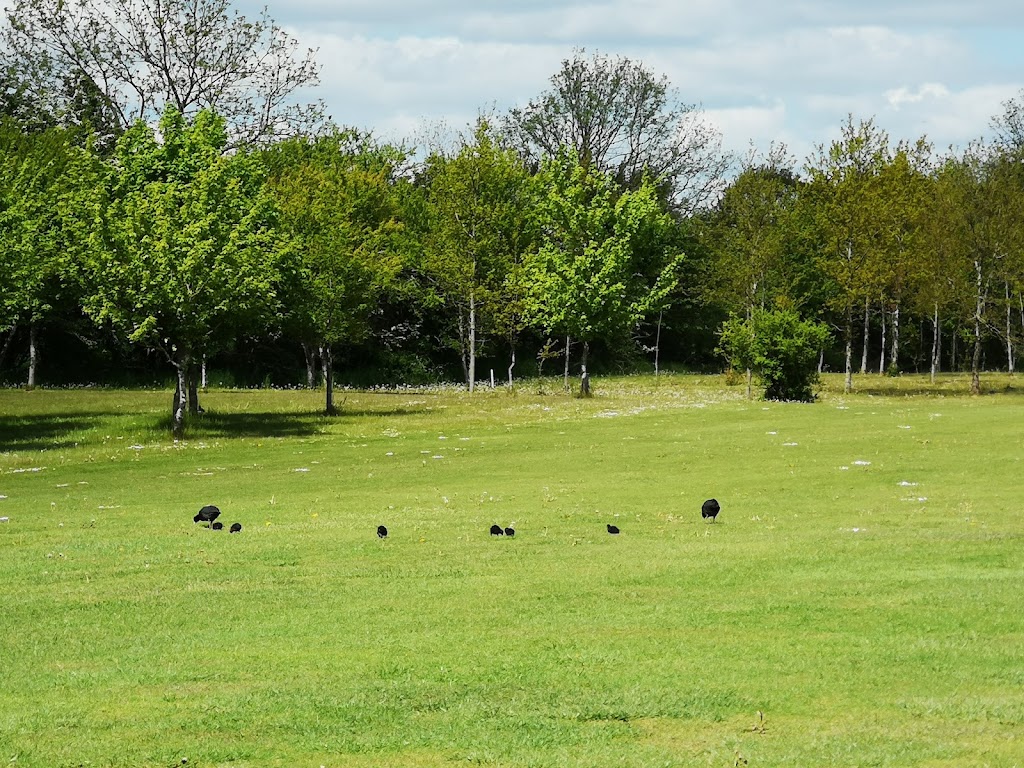 naestved-golfklub-5.jpeg