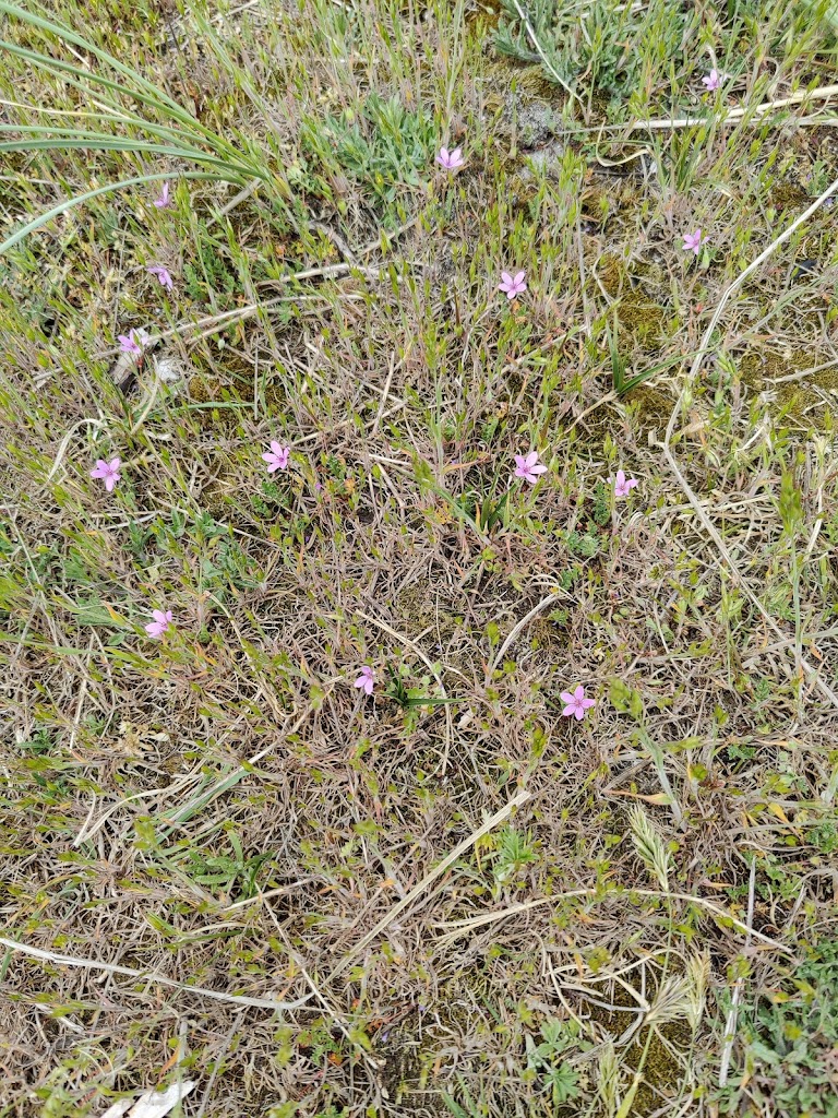 nyrup-strand-badebro-3.jpeg