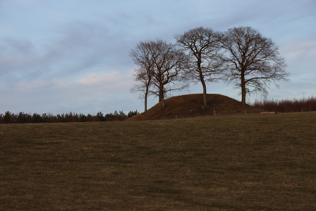 sperrestrup-skov-1.jpeg