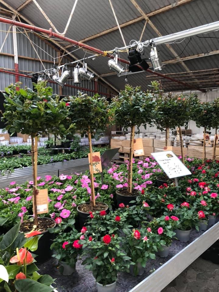 billigblomster-roskilde-0.jpeg
