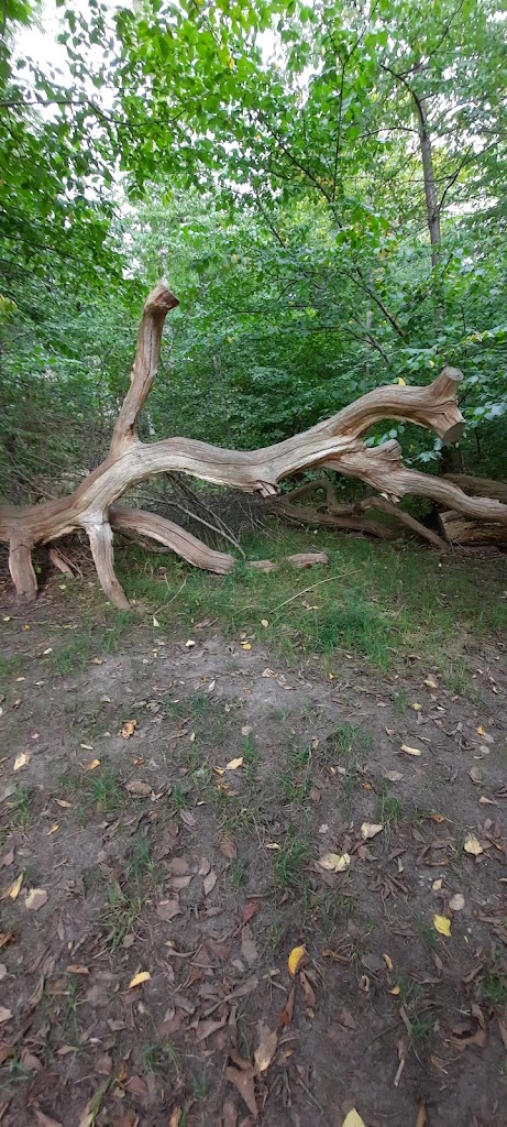 boserup-mtb-spor-12.jpeg