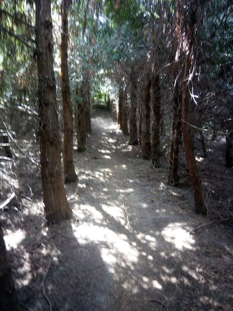 gulddysse-mtb-spor-12.jpeg