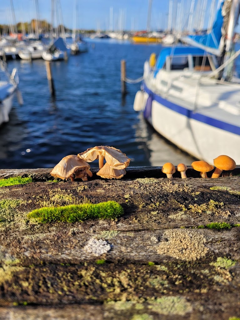 havnekiosken-roskilde-16.jpeg